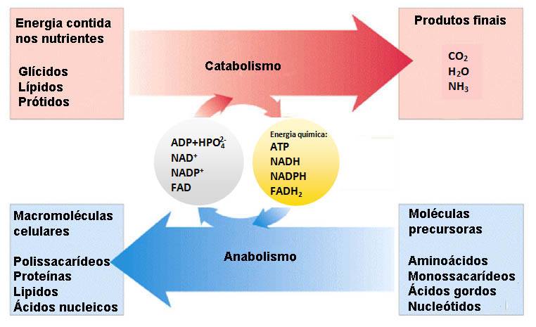 Fig1: Reações metabólicas