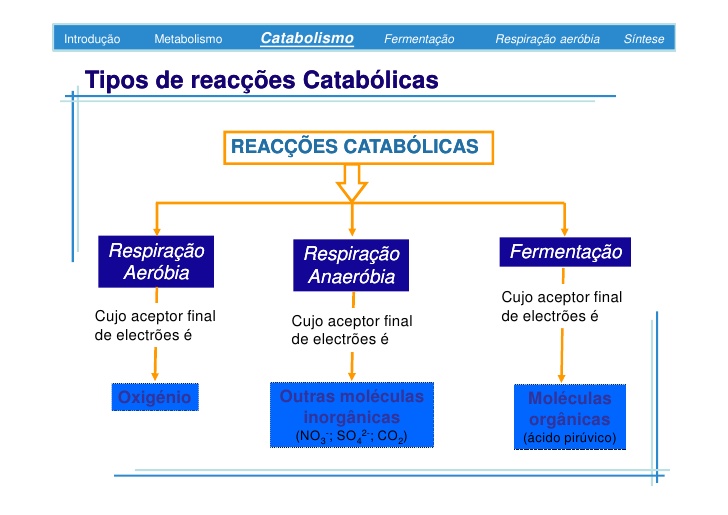 Fig2: Tipos de reações catabólicas