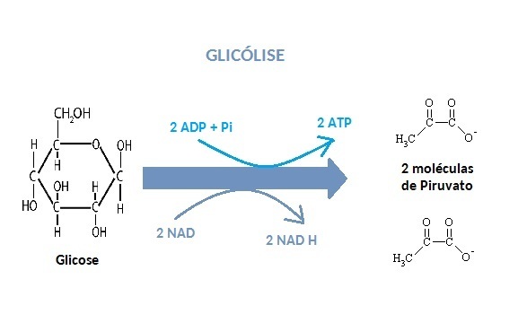 Fig3: Processo da glicólise