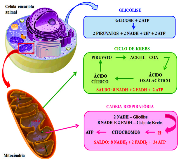 Fig5: Respiração aeróbia