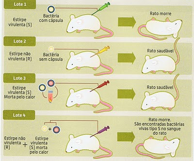 Fig24: Experiência de Griffith 