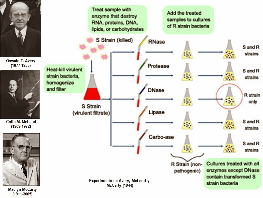 Fig25: Experiência de Avery e colaboradores