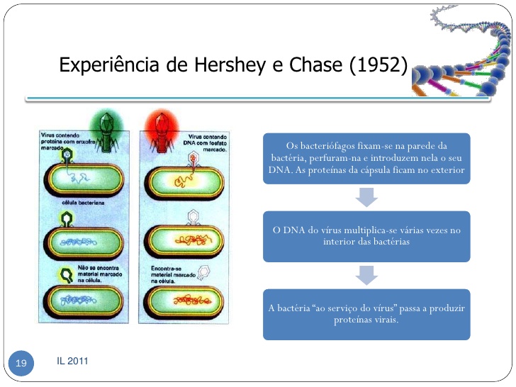 Fig26: Experiência de Hershey e Chase