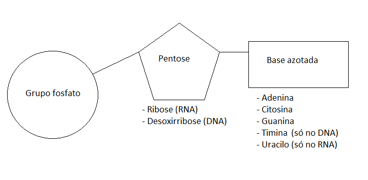 Fig27: Estrutura de um nucleótido