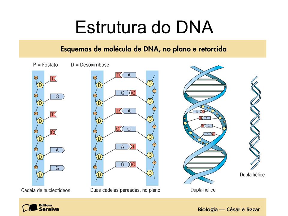 Fig28: Estrutura do DNA