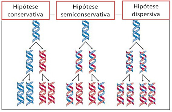 Fig30: Modelos para a replicação do DNA