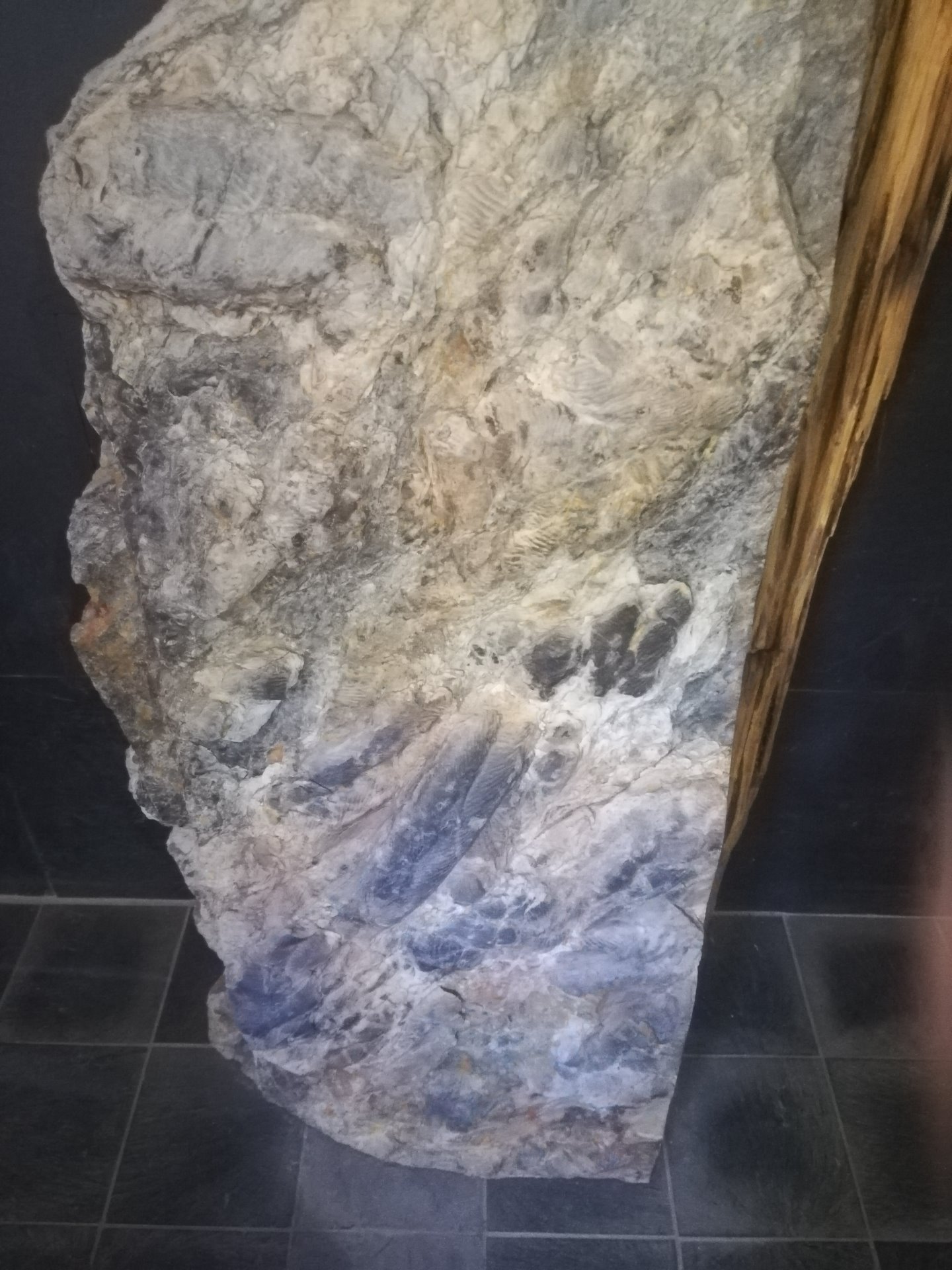 Marcas de pegadas de trilobite