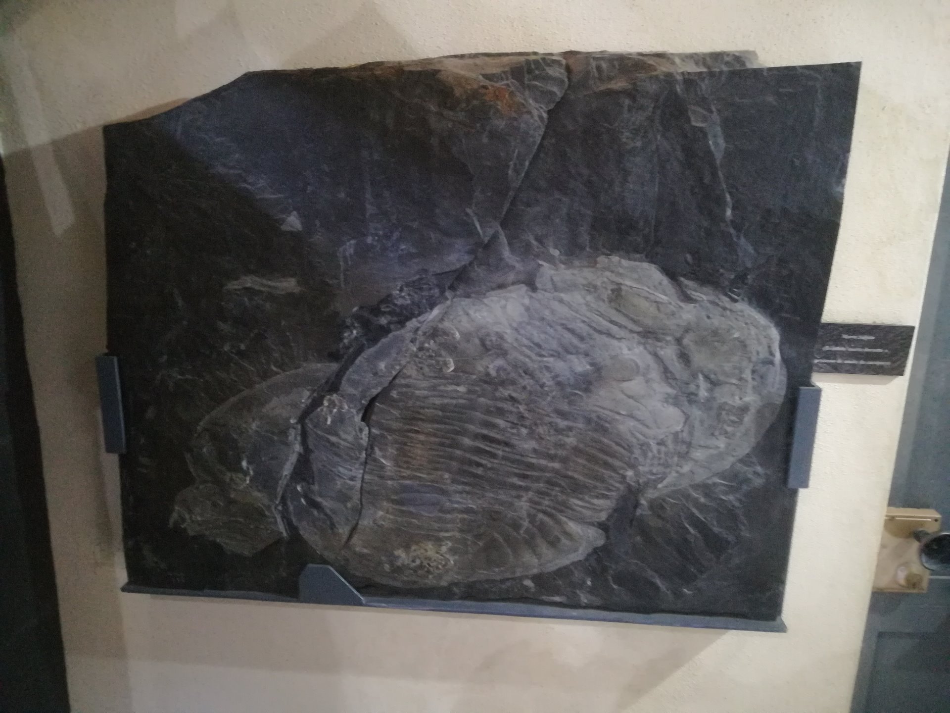 Trilobite fossilizada na mudança de casca