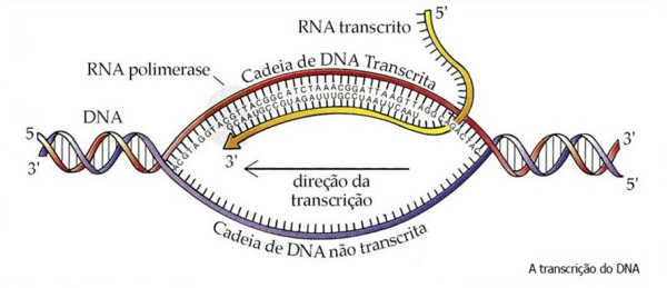 Fig1: Transcrição do DNA