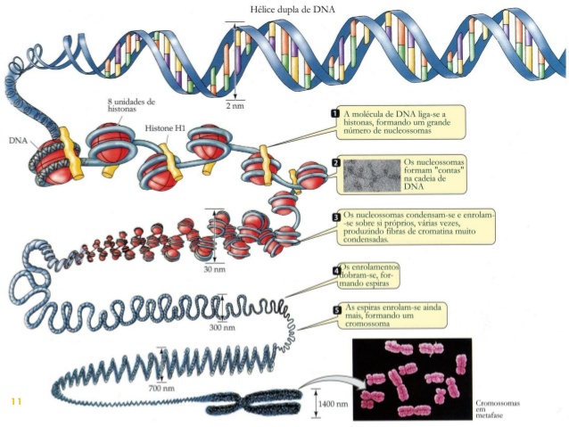 Fig5: Constituição de um cromossoma