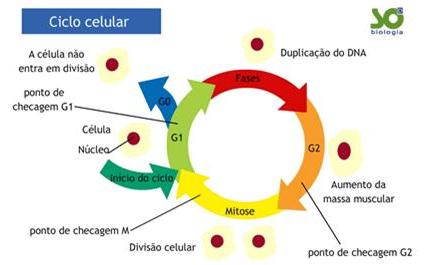 Fig6: Ciclo celular