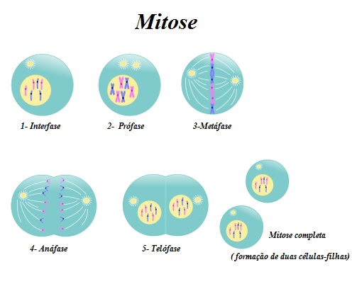 Fig7: Fases da mitose e citocinese
