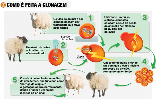 Fig10: Clonagem da ovelha Dolly