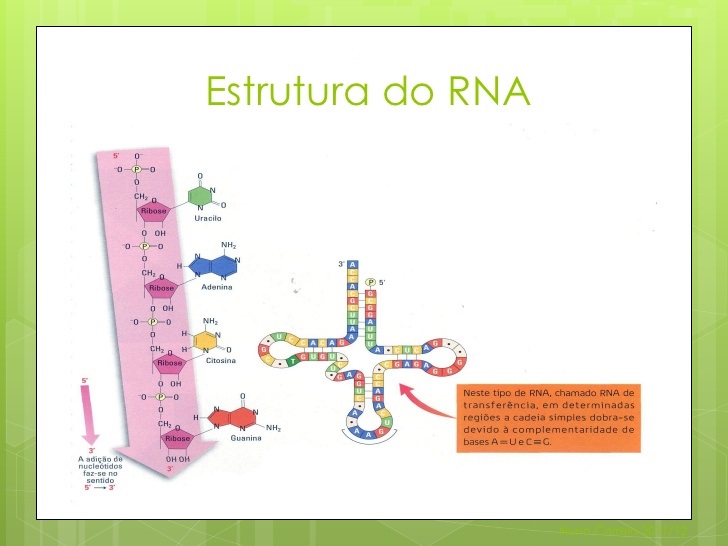 Fig29: Estrutura do RNA