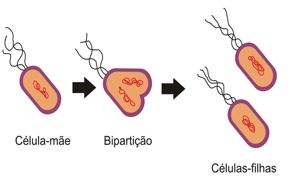 Fig11: Bipartição