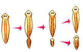 Fig13: Fragmentação