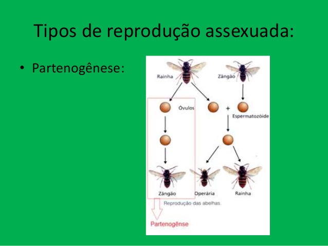 Fig15: Partenogénese nas abelhas