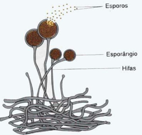 Fig16: Esporulação