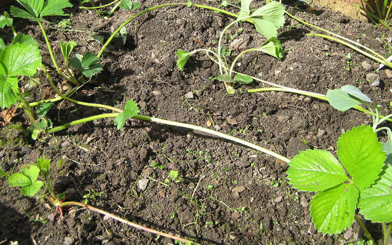 Fig18: Estolhos dos morangueiros