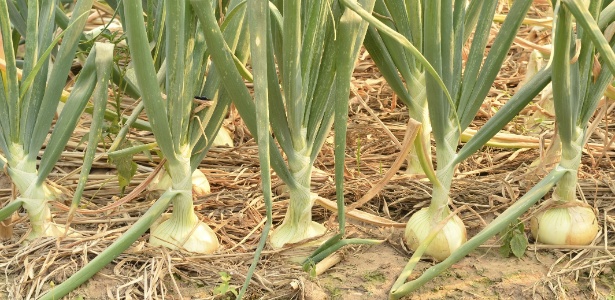 Fig21: bolbos das cebolas