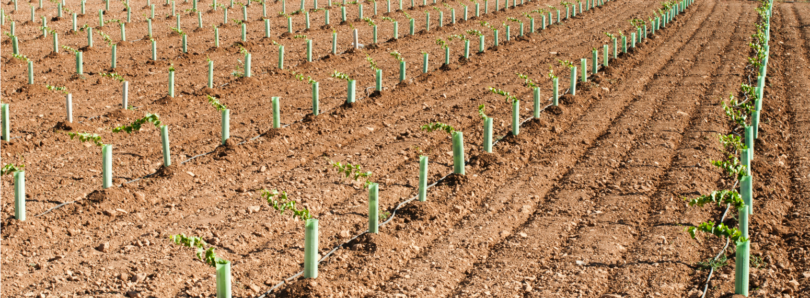 Fig22: Estacaria nas videiras