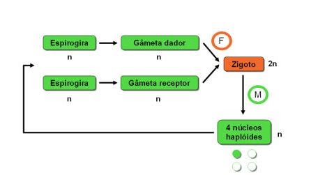 Fig39: Ciclo de vida da espirogina