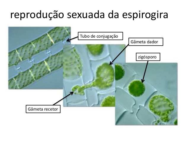 Fig40: Reprodução sexuada da espirogina