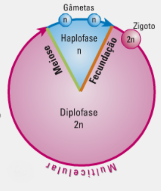 Fig41: Ciclo de vida diploide