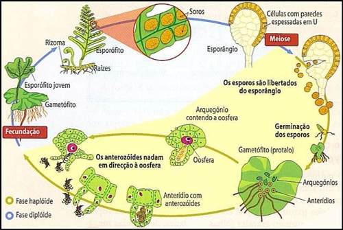 Fig42: Ciclo de vida do feto