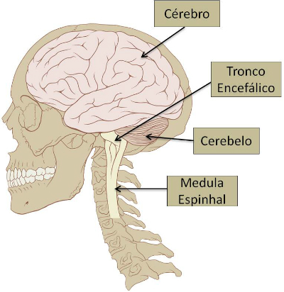 Fig6: Sistema Nervoso Central