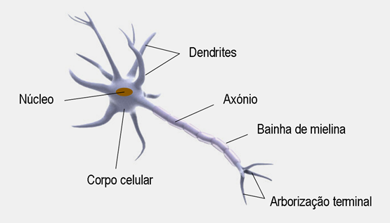 Fig8: Constituição duma célula nervosa