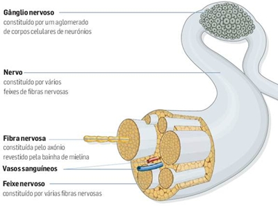 Fig9: Constituição de um nervo