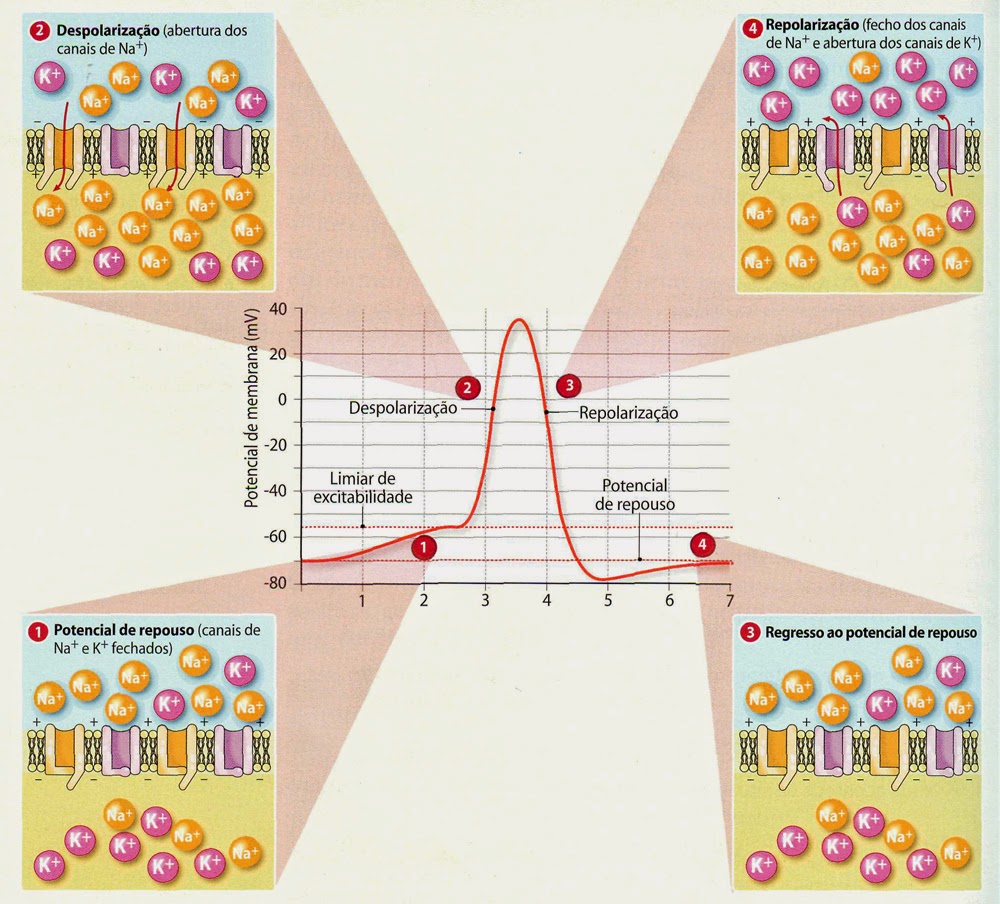 Fig10: Transmissão do impulso nervoso
