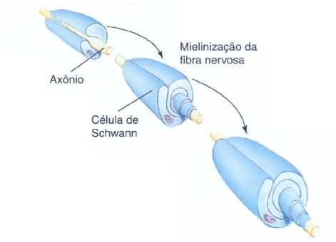 Fig11: Bainhas de mielina