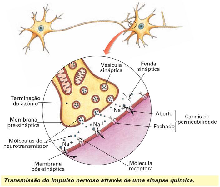 Fig12: Sinapse química