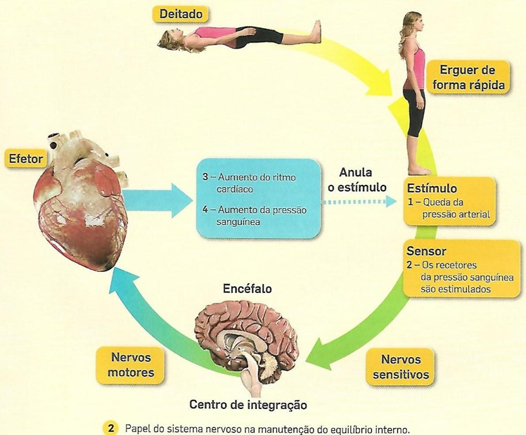 Fig13: Papel do sistema nervoso/endócrino para a manutenção do estado de homeostasia 