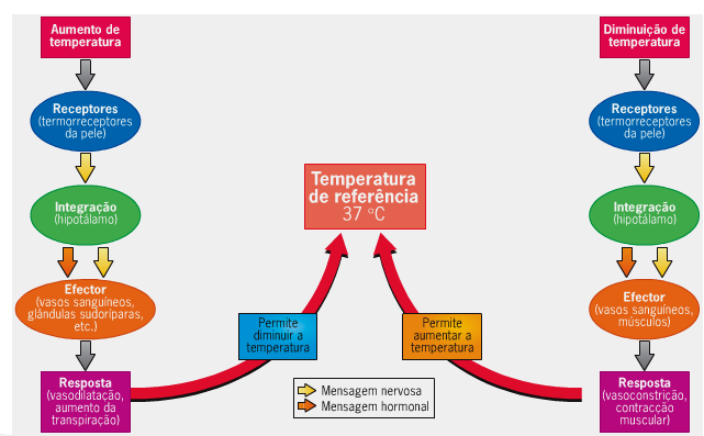 Fig14: Termorregulação