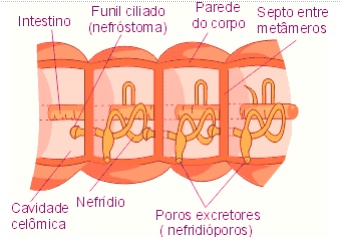 Fig16: Nefrídeos da minhoca
