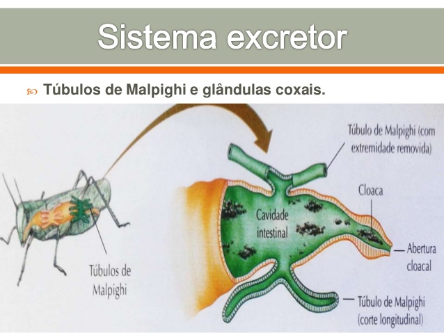 Fig17: Sistema excretor do grilo