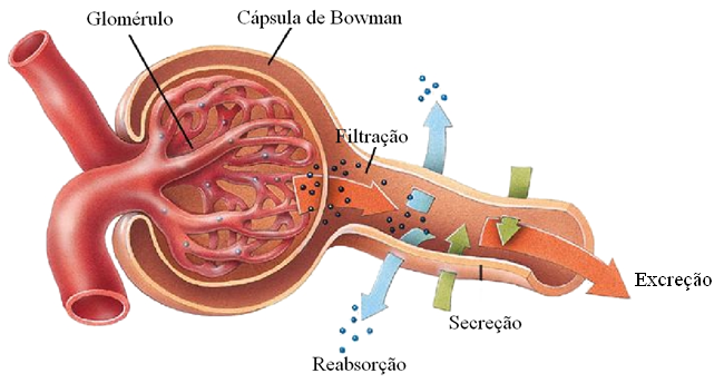 Fig19: Processo da excreção