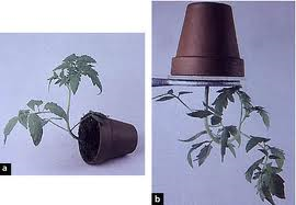 Fig21: Estímulo da gravidade (gravitropismo)