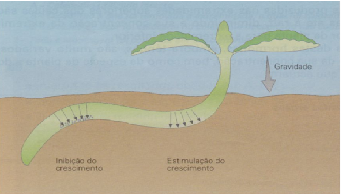 Fig23: Consequências da maior produção de auxinas