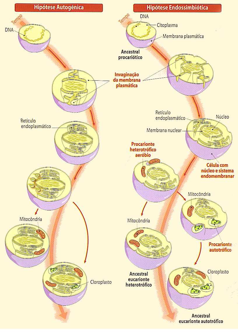 Fig44: Hipótese Autogénica vs Hipótese Endossimbiótica