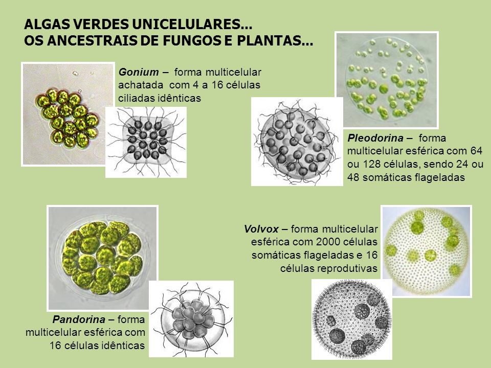 Fig 45: Alguns exemplos de colónias multicelulares
