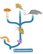 Fig47: Teoria do Evolucionismo