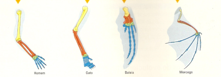 Fig51: Estruturas homólogas (Homem, gato, baleia e morcego)