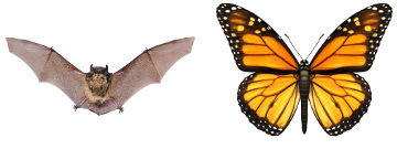 Fig52: Estruturas análogas