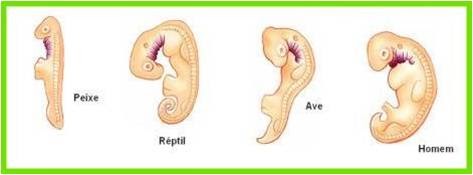 Fig57: Embriões semelhantes em diferentes espécies