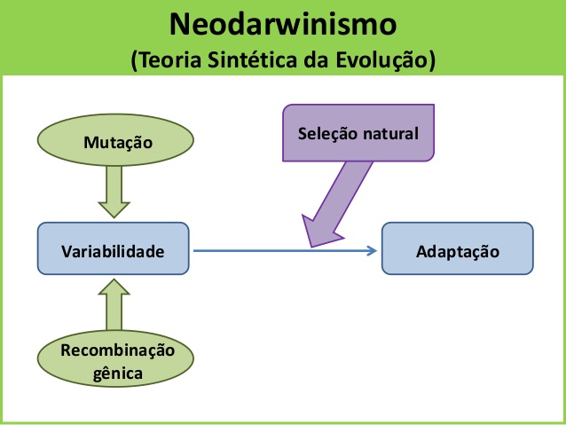 Fig58: Neodarwinismo