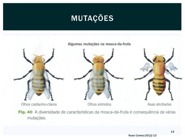Fig59: Mutações das moscas da fruta